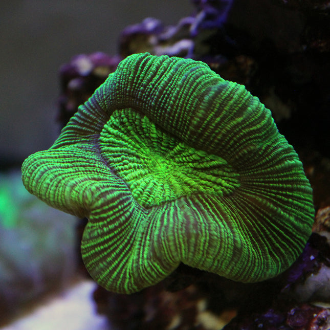 Brain Coral - Trachyphyllia (Australia)