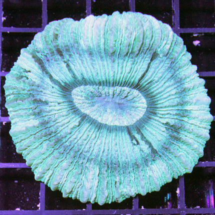 Brain Coral - Trachyphyllia (Australia)