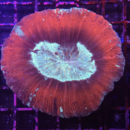 Brain Coral - Trachyphyllia (Australia)