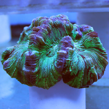 Brain Coral - Trachyphyllia (Australia)