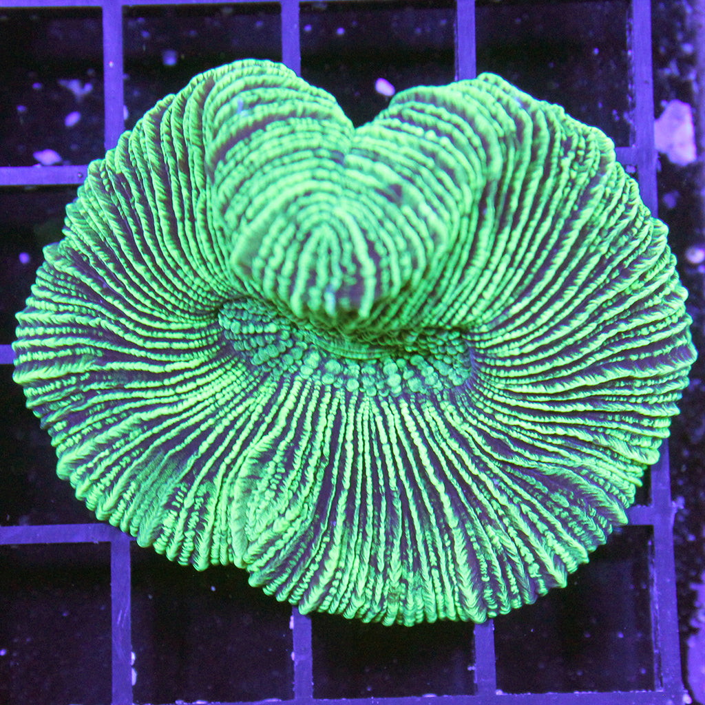 Brain Coral - Trachyphyllia (Australia)