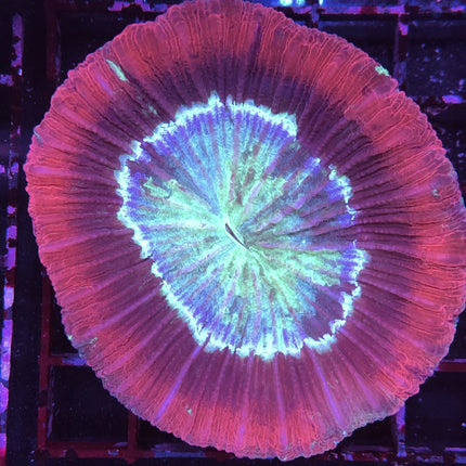 Brain Coral - Trachyphyllia (Ultra) (Australia)