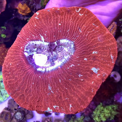 Brain Coral - Trachyphyllia (Ultra) (Australia)