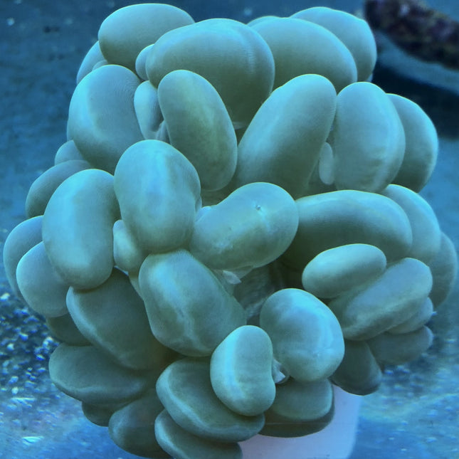 Bubble Coral (Australia)