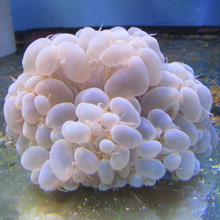 Bubble Coral (Australia)