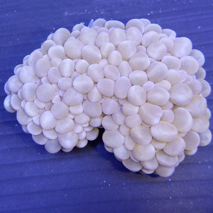 Bubble Coral (Australia)