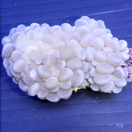 Bubble Coral (Australia)