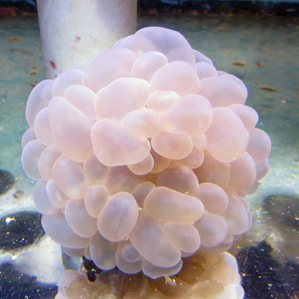 Bubble Coral (Australia)