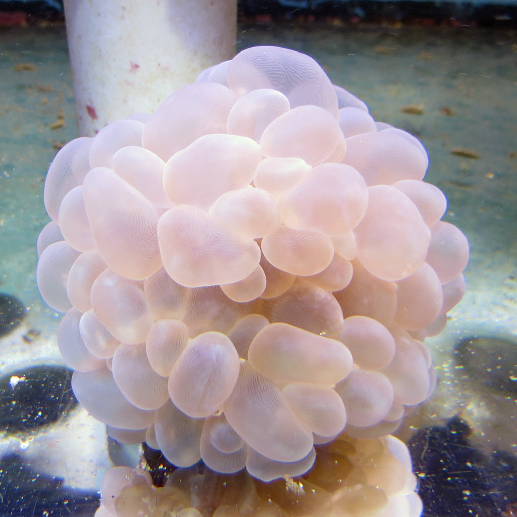 Bubble Coral (Australia)