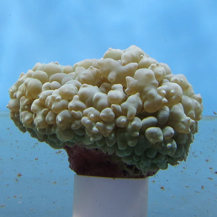 Bubble Coral (Ultra) (Australia)