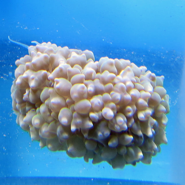 Bubble Coral - Pearl (Australia)