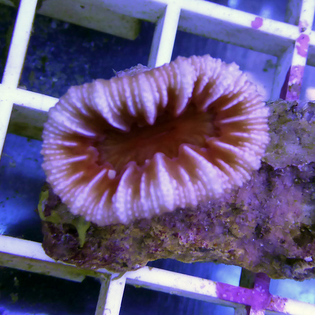 Cup Coral - Colored (Australia)