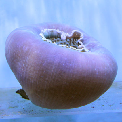 Cup Coral - Colored (Australia)