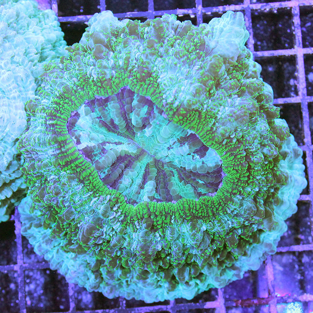 Donut Coral (Australia)