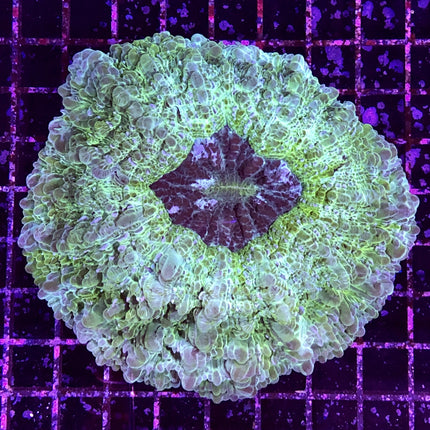 Donut Coral (Australia)