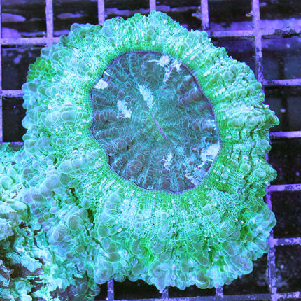 Donut Coral (Australia)