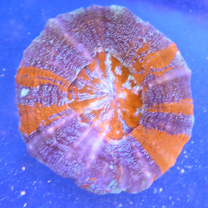 Donut Coral (Ultra) (Australia)