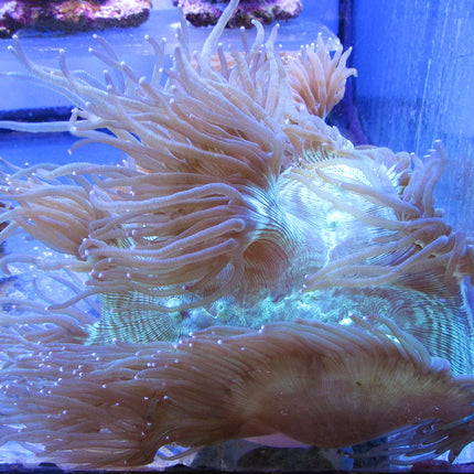 Elegance Coral (Australia)