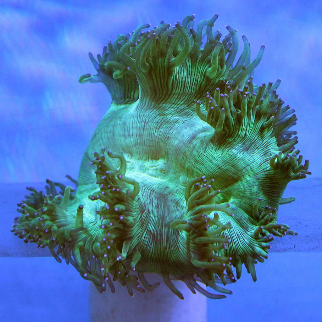 Elegance Coral (Australia)