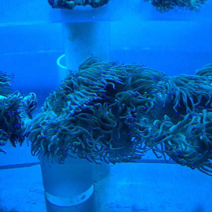 Elegance Coral (Australia)