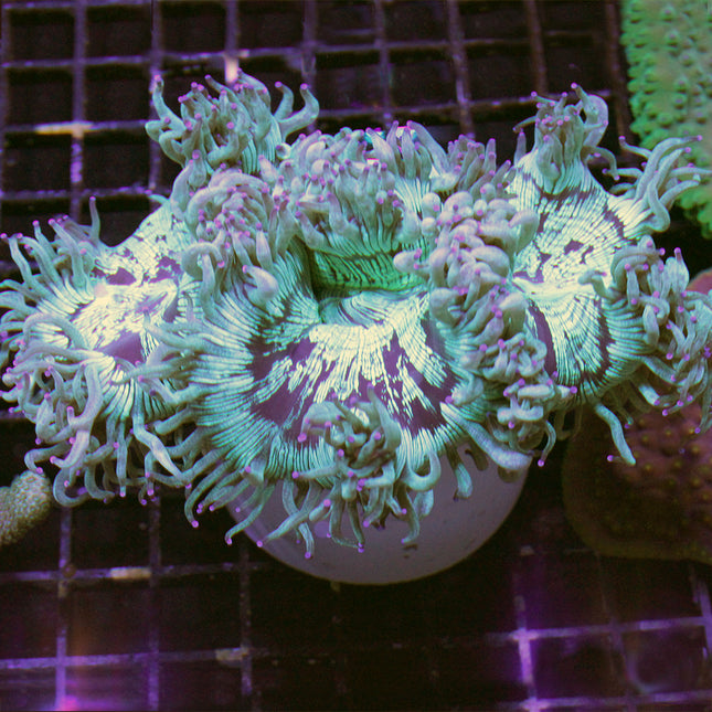 Elegance Coral (Ultra) (Australia)