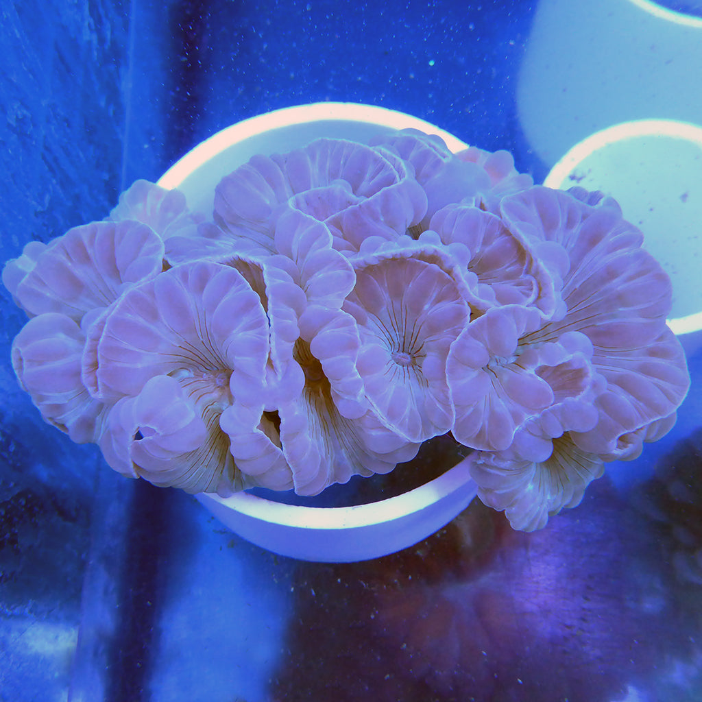 Fox Coral | JLAquatics Canada – J&L Aquatics Ltd.