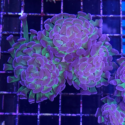 Hammer Coral (Australia)