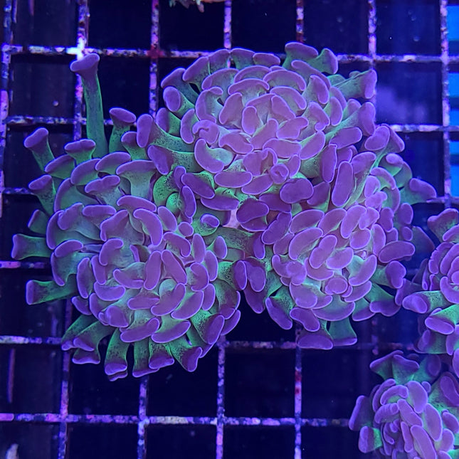 Hammer Coral (Australia)