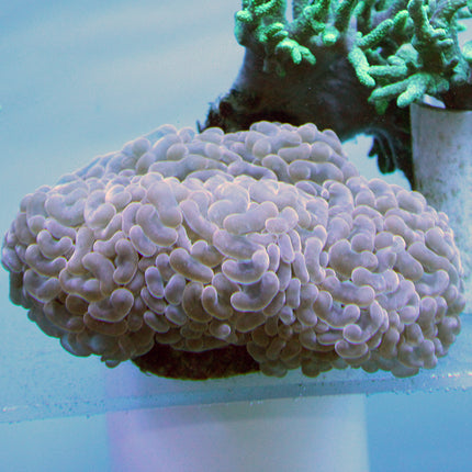 Hammer Coral (Australia)