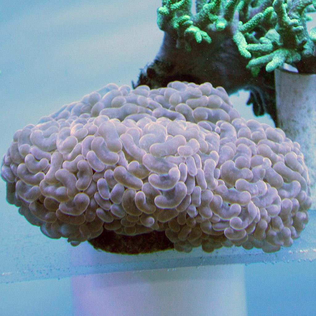 Hammer Coral (Australia)