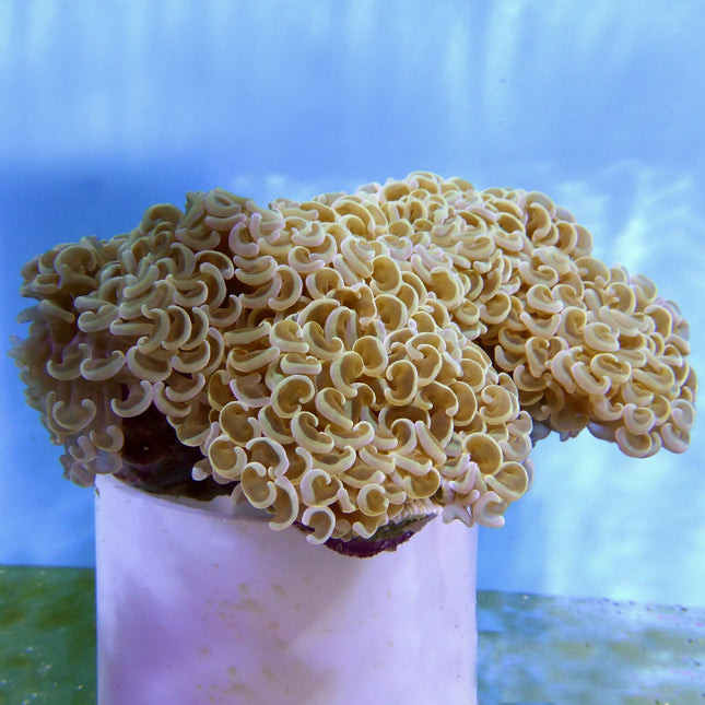 Hammer Coral (Ultra) (Australia)