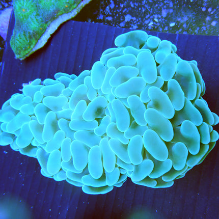 Hammer Coral (Ultra) (Australia)