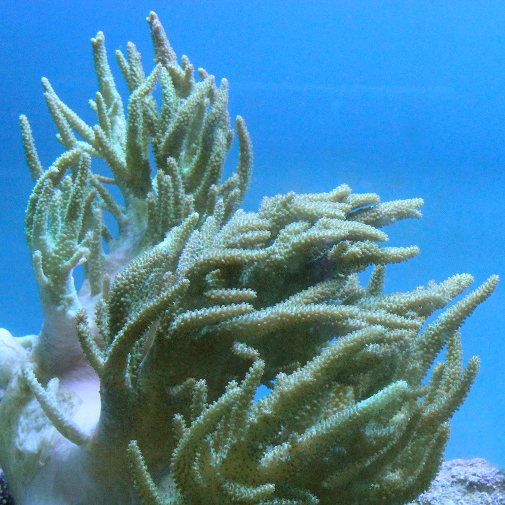 Leather - Finger - Long - Colored (Australia)