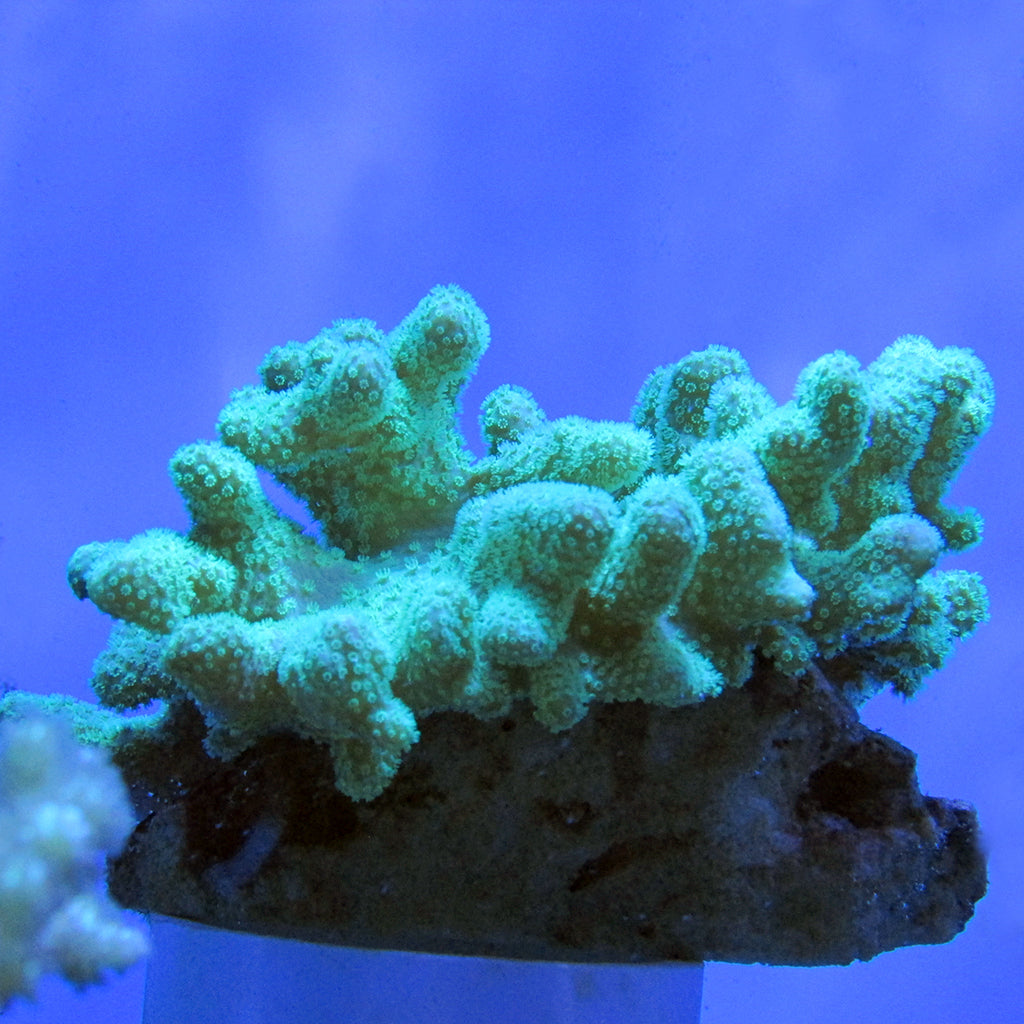 Leather - Finger - Long - Colored | JLAquatics Canada – J&L