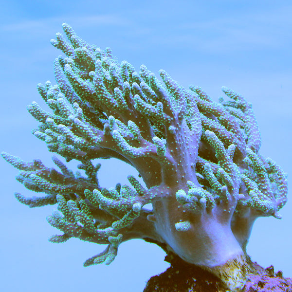 Leather - Finger - Long - Colored | JLAquatics Canada – J&L