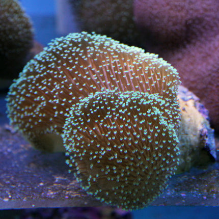 Leather - Toadstool (Colored) (Australia)