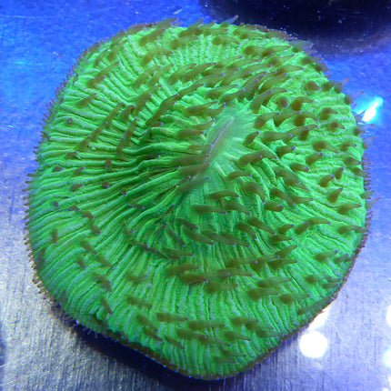 Plate Coral (Australia)