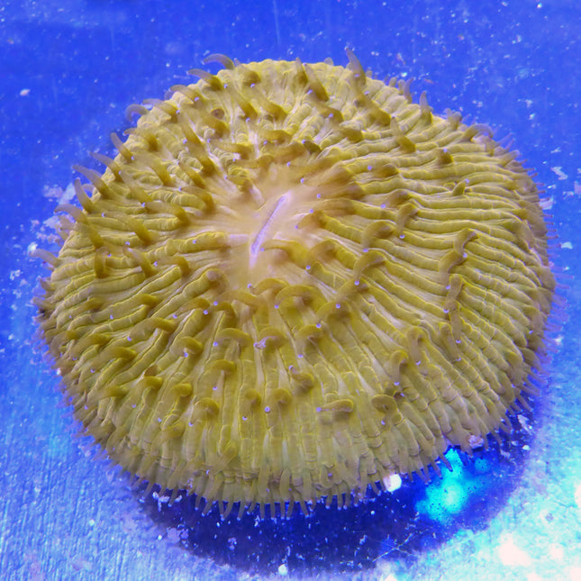 Plate Coral (Ultra) (Australia)