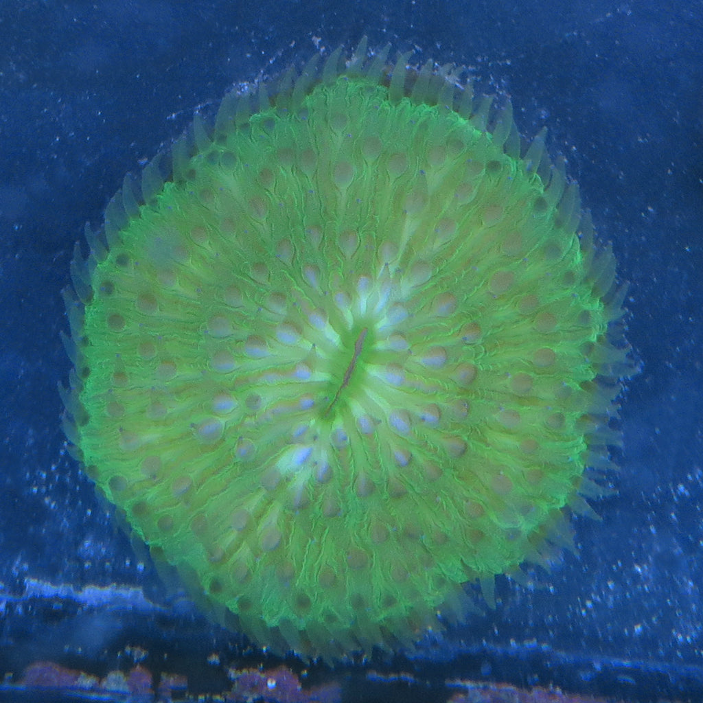 Plate Coral (Ultra) (Australia)