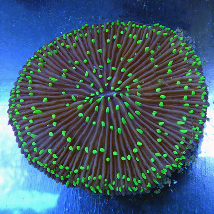 Plate Coral (Ultra) (Australia)