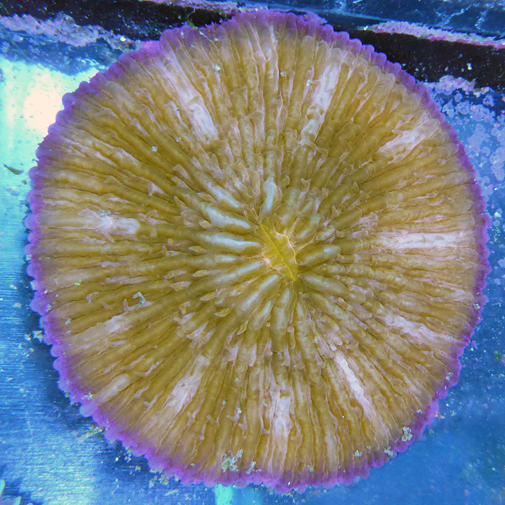 Plate Coral (Ultra) (Australia)