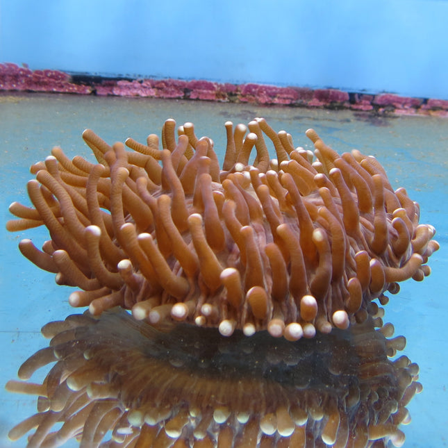 Plate Coral - Long (Australia)