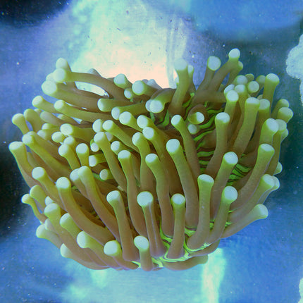 Plate Coral - Long (Ultra) (Australia)