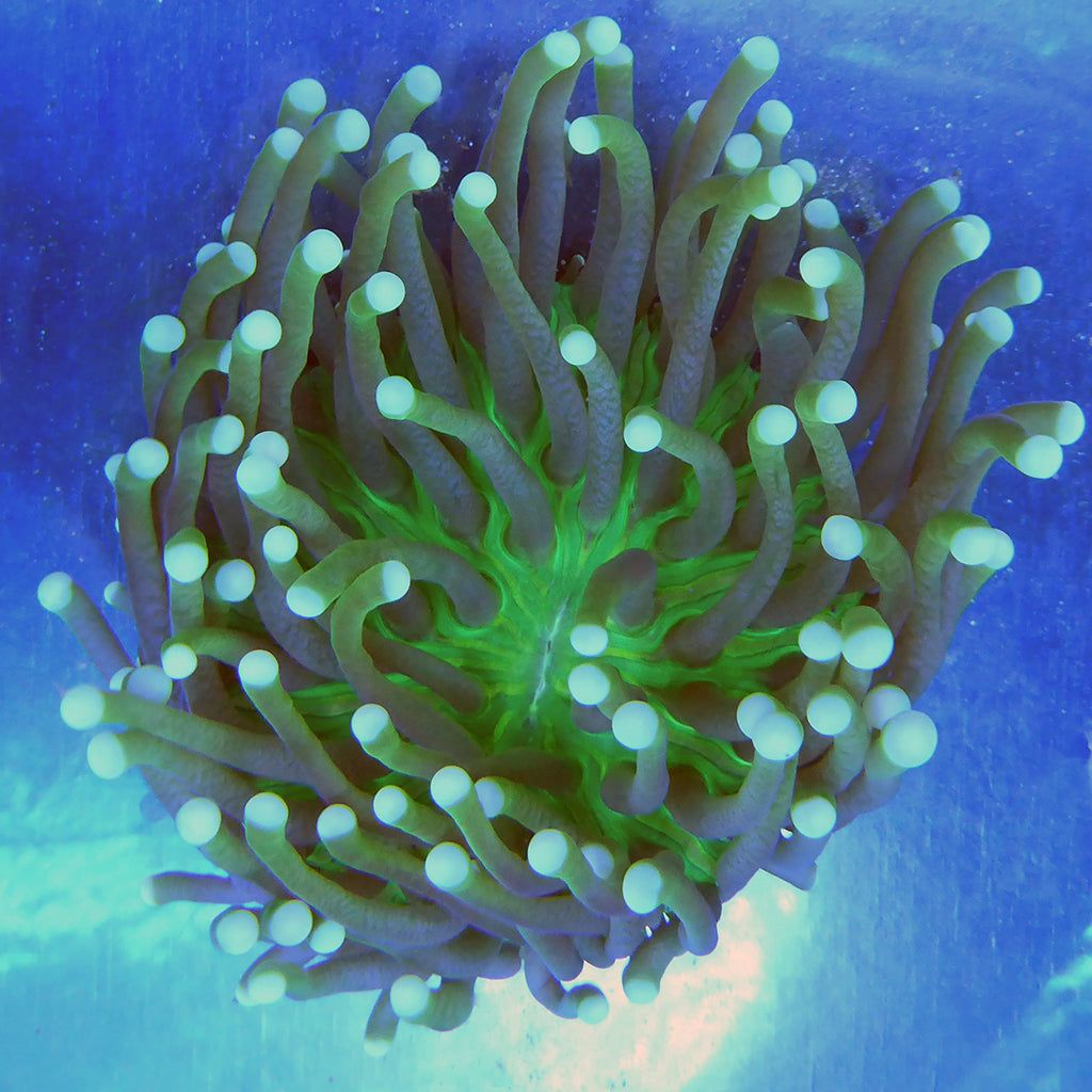 Plate Coral - Long (Ultra) (Australia)