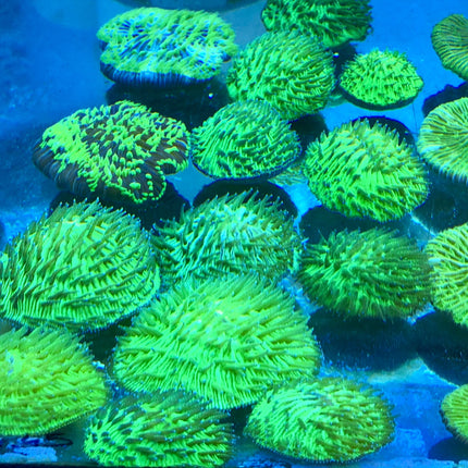 Plate Coral (Australia)