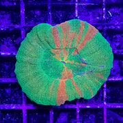 Buy Scolymia Coral - Bleeding Apple (Australia) in Canada Scolymia sp. - J&L Aquatcs