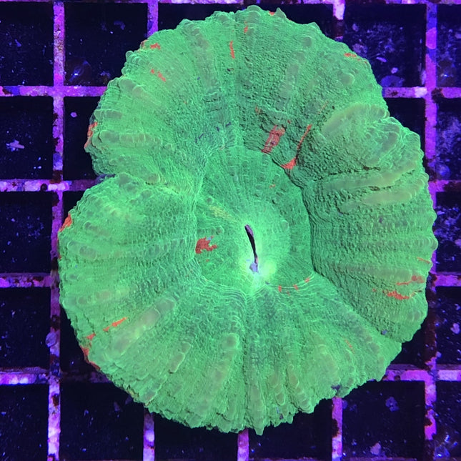 Scolymia Coral - Green (Australia)