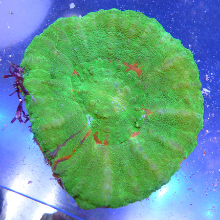 Scolymia Coral - Green (Australia)