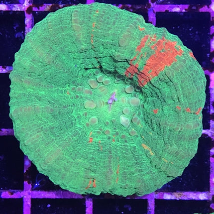 Scolymia Coral - Green (Australia)