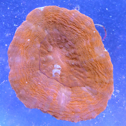 Scolymia Coral - Red (Australia)